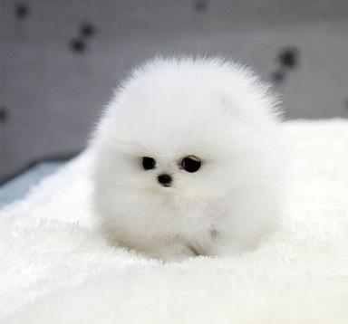 Nuôi Chó Con Khỏe Mạnh: Tầm Quan Trọng Của Vệ Sinh & Hướng Dẫn Chi Tiết